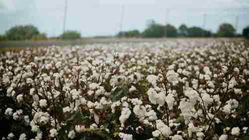 高质量棉籽和棉花