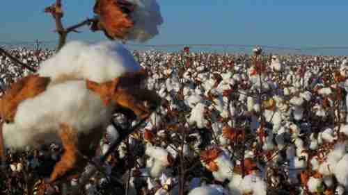 德州的棉花收获和加工