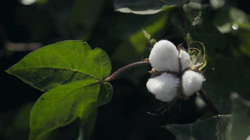 有机棉的种植和生产