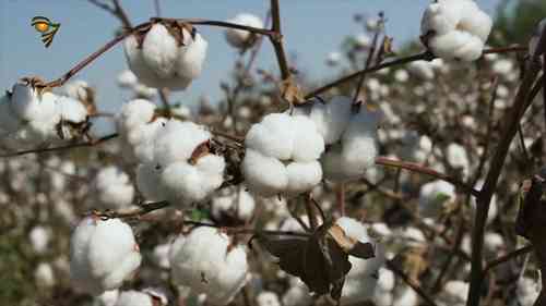 棉花之王，埃及棉