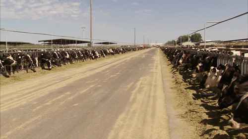 在爱达荷州制作山羊奶酪