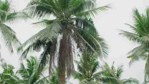 椰奶是如何生产的