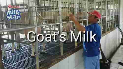山羊奶的加工