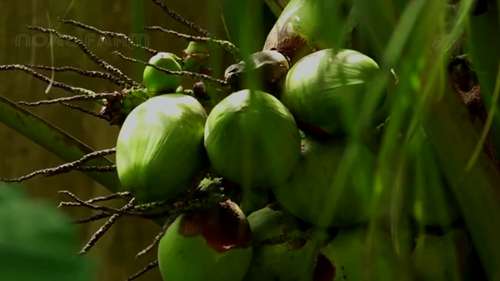 参观现代椰子加工厂