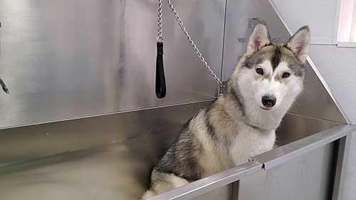 清洗一只哈士奇