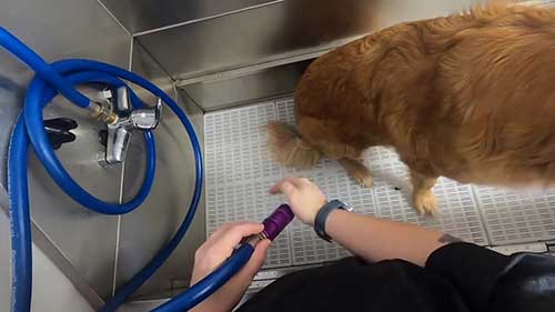 给金毛犬做美容