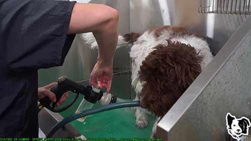 给一只贵宾犬做美容护理