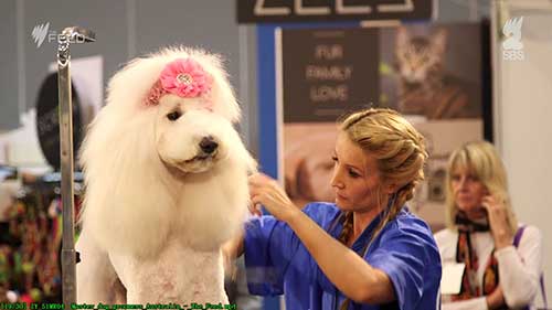 澳大利亚的宠物狗美容