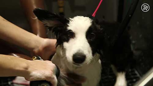 如何成为一名宠物狗美容师