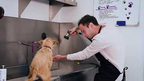 宠物狗美容比赛