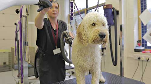 宠物狗美容课程介绍