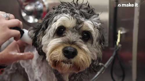 如何在纽约经营宠物狗美容业务