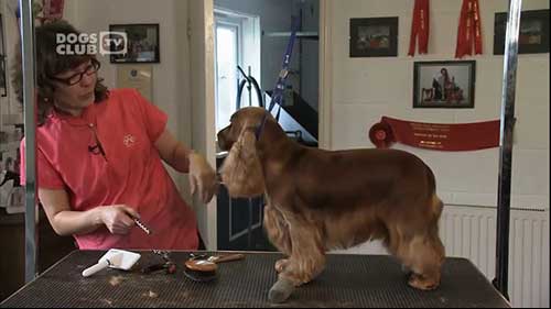 如何梳理和修剪短毛犬