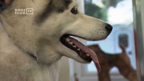 如何梳理和修剪长毛犬