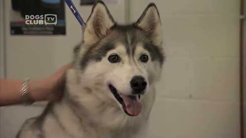 如何梳理和修剪双层毛犬