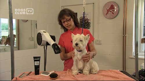 如何梳理和修剪粗毛犬