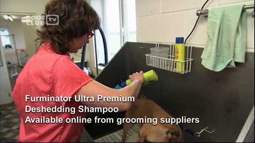 如何梳理和修剪光滑毛犬