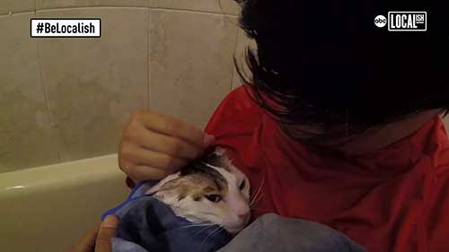 汽车上的宠物美容服务