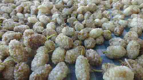 如何种植有机桑葚