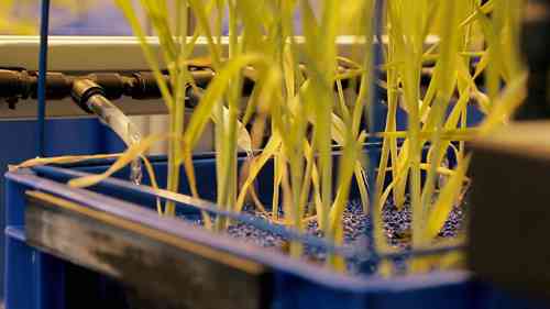 德国巴伐利亚州的小麦栽培