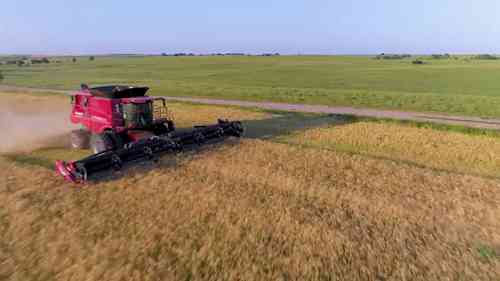 LaRosh家庭农场的小麦收割