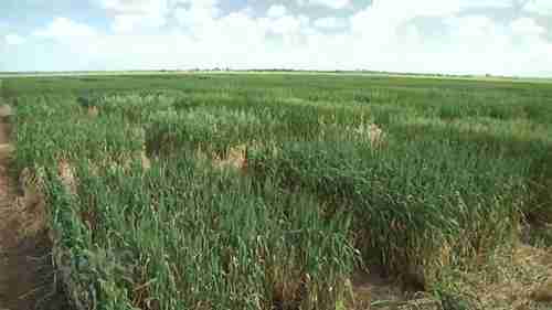 小麦早播晚熟的种植方法 1