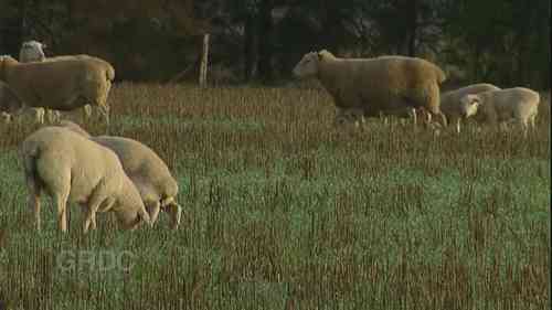 小麦早播晚熟的种植方法 2