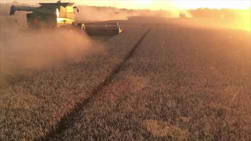 在加拿大种植小麦和大麦