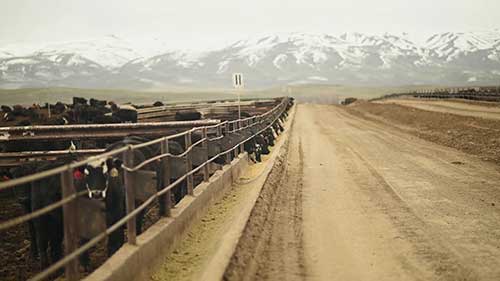 肉牛硝酸盐中毒问题