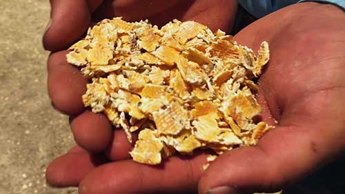 蒸玉米片，家牛的健康饲料