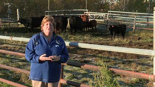 如何鉴别患病牲畜