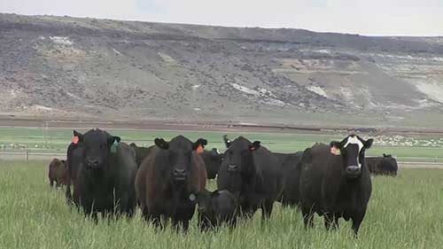 提高养牛业的饲料效率