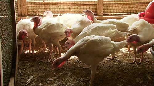 牲畜饲料的安全问题