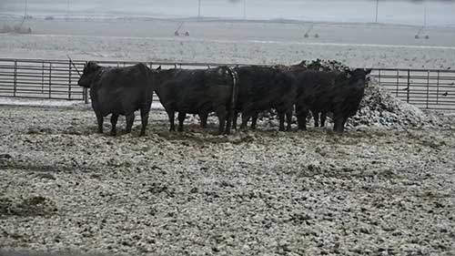 在冬季饲养奶牛