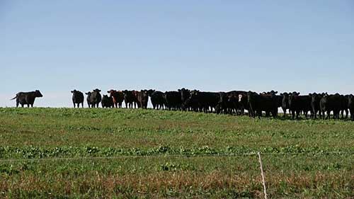 喂养绵羊和建设土壤
