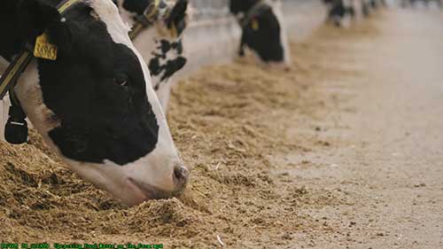 农场垃圾成为营养饲料