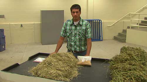 家牛的饲料配方分析