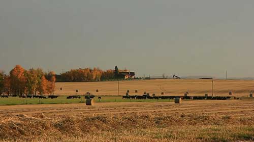 家牛的青贮饲料管理