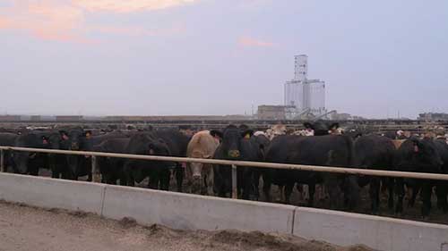 参观美国Five River家牛养殖场