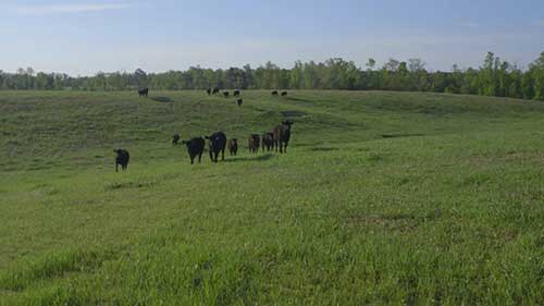 矿物质对肉牛的重要性