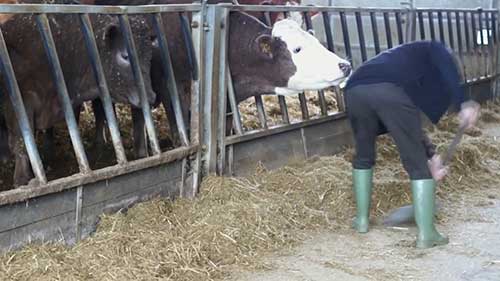 Rectory农场的家牛饲养计划