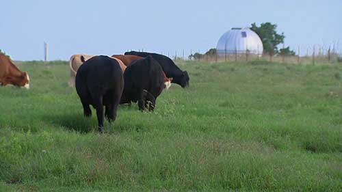 肉牛的矿物质补充