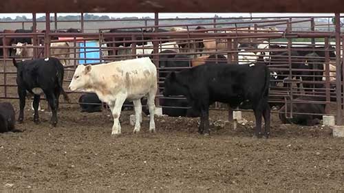 牛饲料配给研究