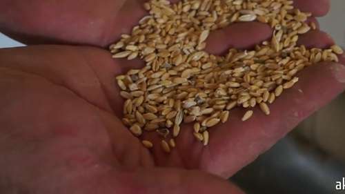 小麦加工的过程