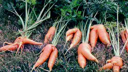 胡萝卜如何从农场到餐桌