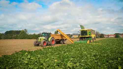 用甜菜生产蛋白质