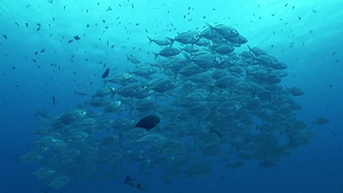 IUCN和海洋保护区