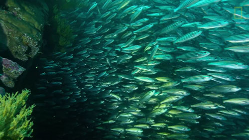 海洋保护区建设