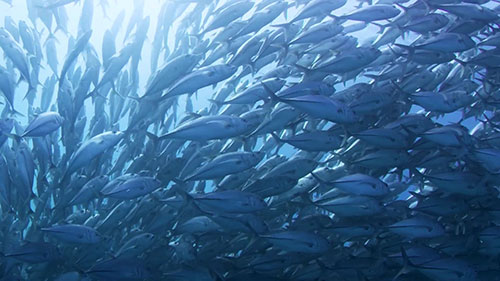 海洋保护区的重要性