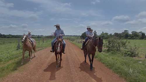 在森林牧场饲养肉牛